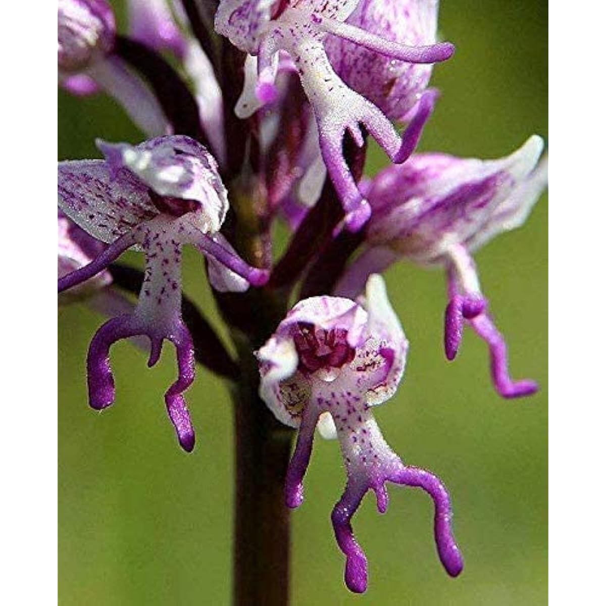 Naked Man Orchid Seeds up to 50%