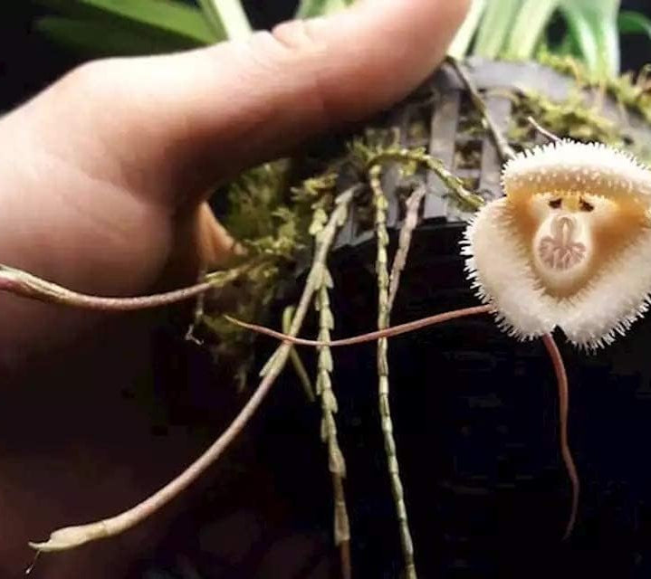 Monkey Face Orchid Seeds up to 50%