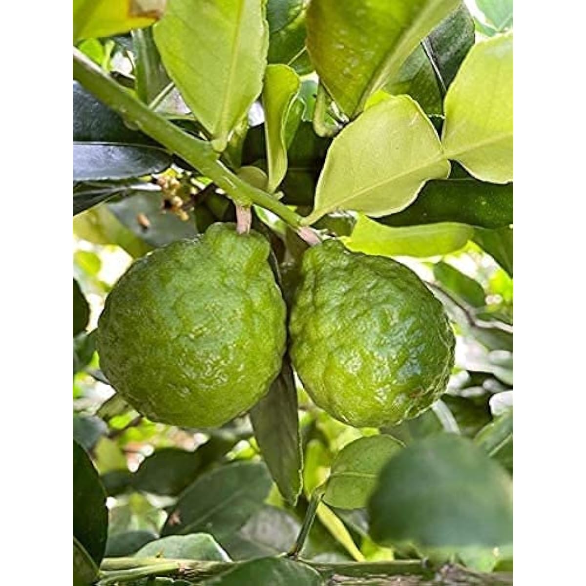 Kaffir Lime Seeds – up to 50%