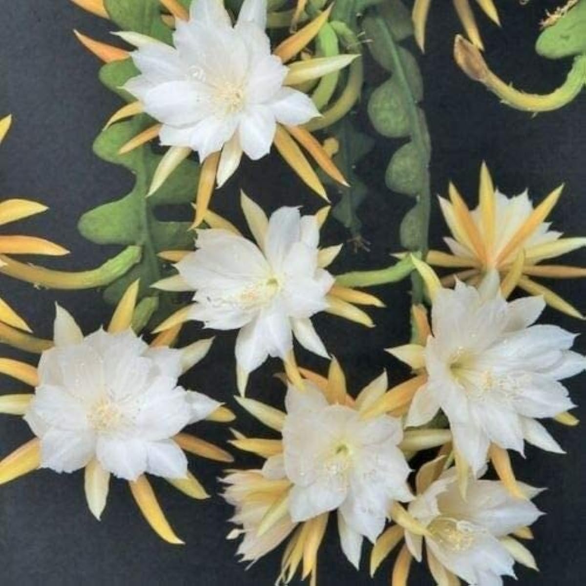 Fishbone Cactus Seeds up to 50%