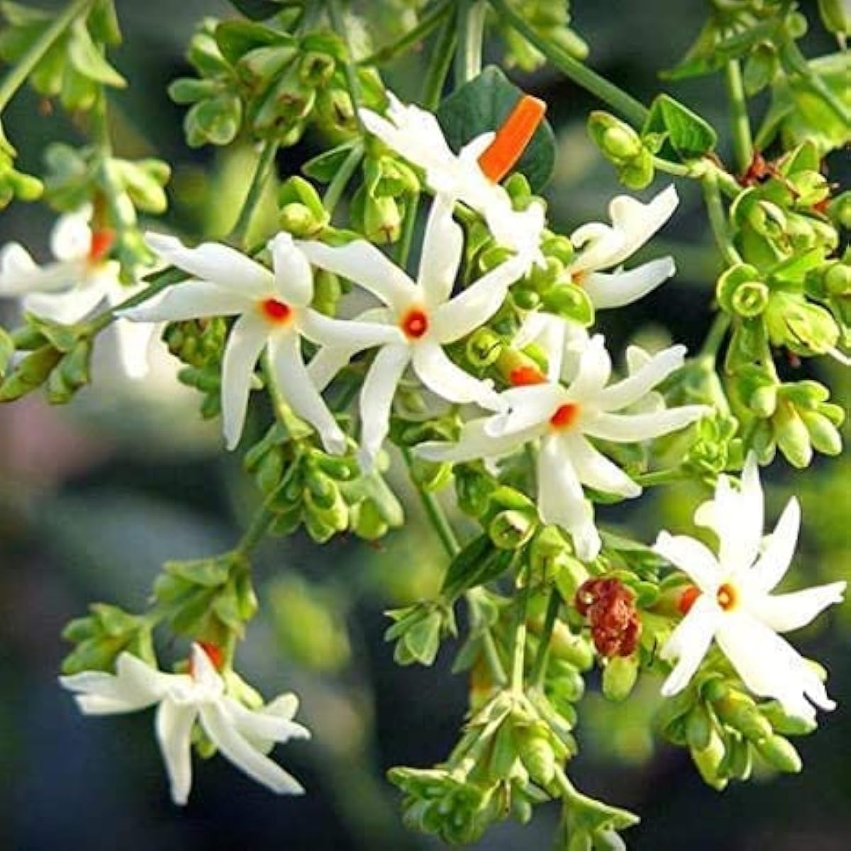 Queen Night Jasmine Seeds up to 50%