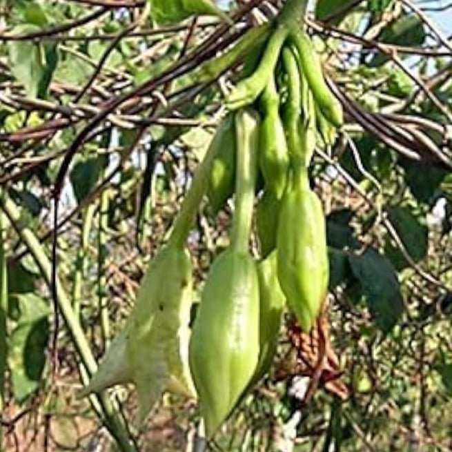 Loroco Plant Seeds– up to 50%