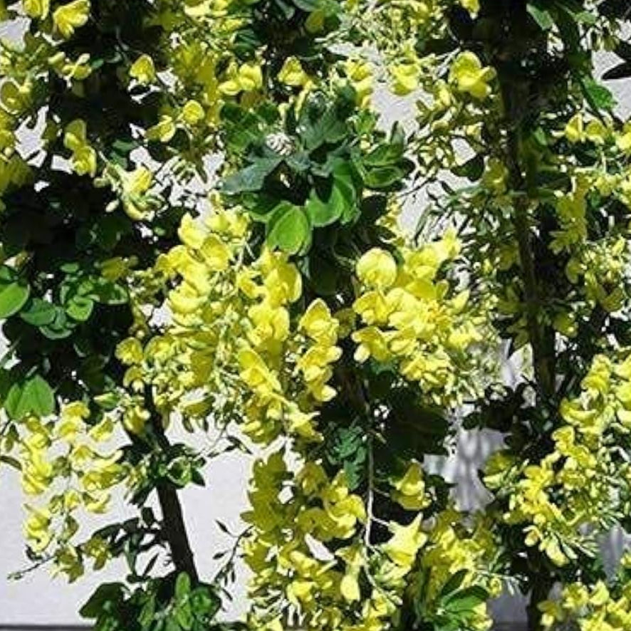 Yellow Laburnum Seeds – up to 50%