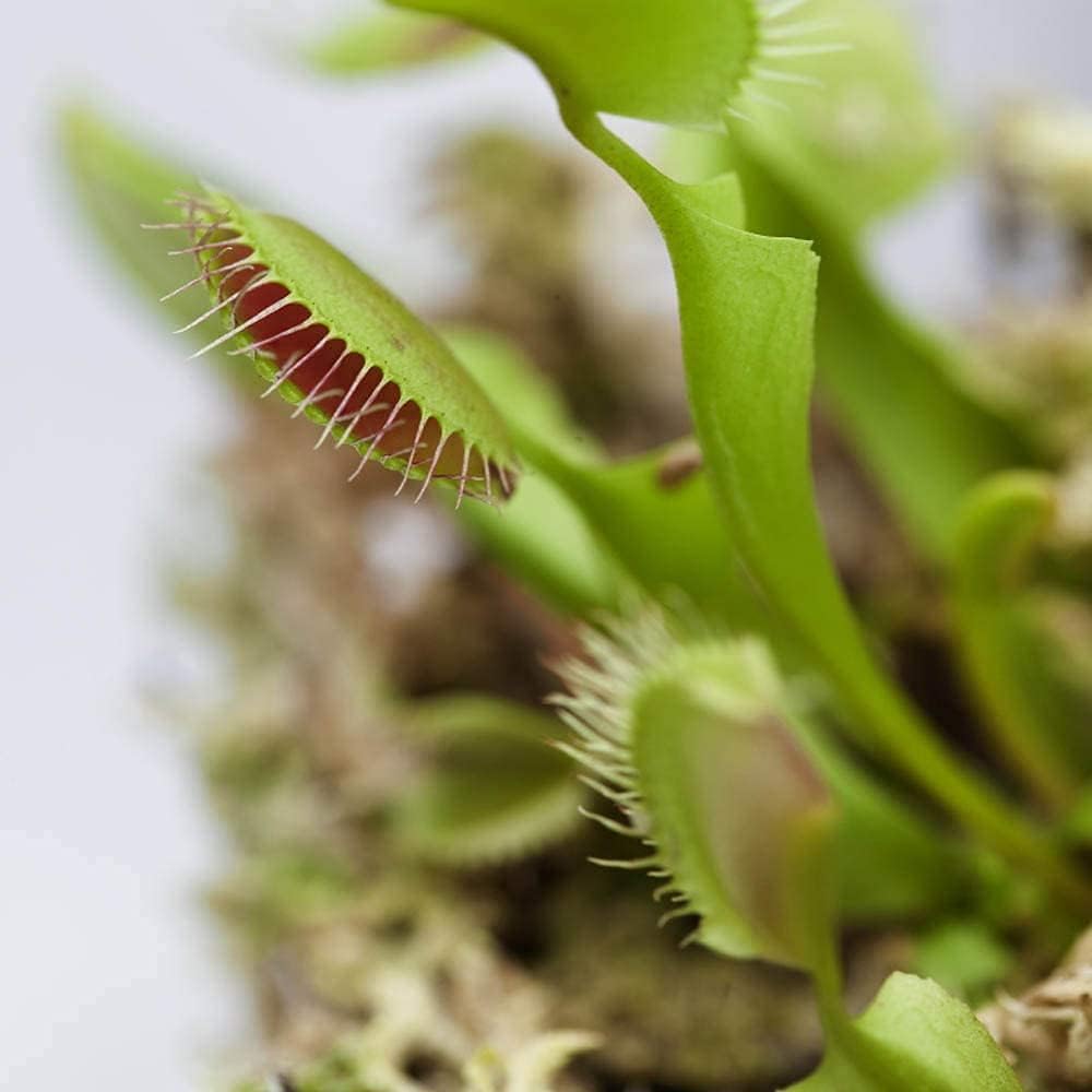 Venus Flytrap Plant Seeds – Carnivorous Indoor & Outdoor Plant – up to 50%