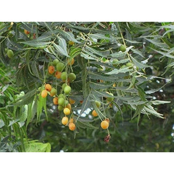 Neem Tree Plant Seeds Up to 50% Off