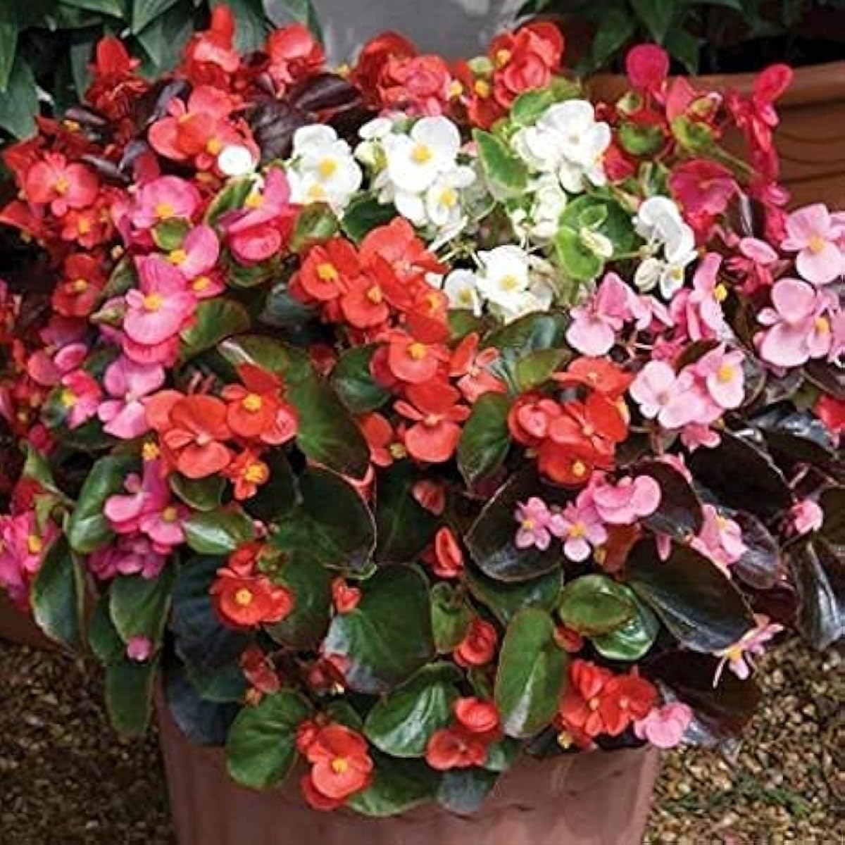 Mixed Begonia Flower Seeds up to 50%