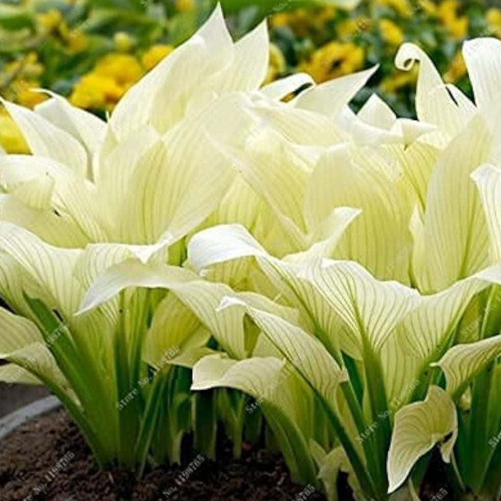 Mixed Hosta Perennial Lily Seeds – White Lace – up to 50%