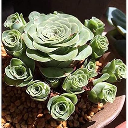 Mountain Rose Seeds – up to 50%