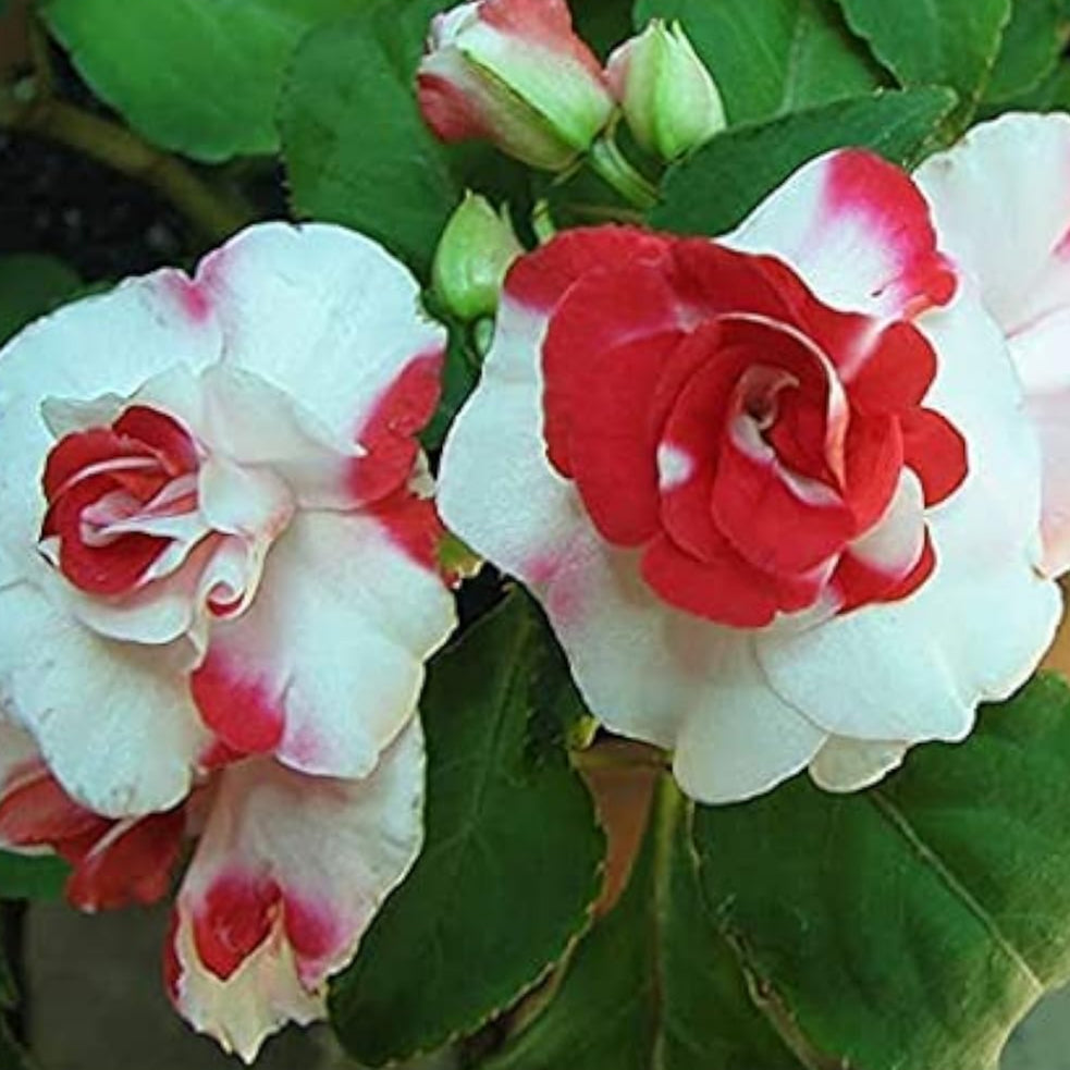 Double Camellia Impatiens Seeds up to 50% Of