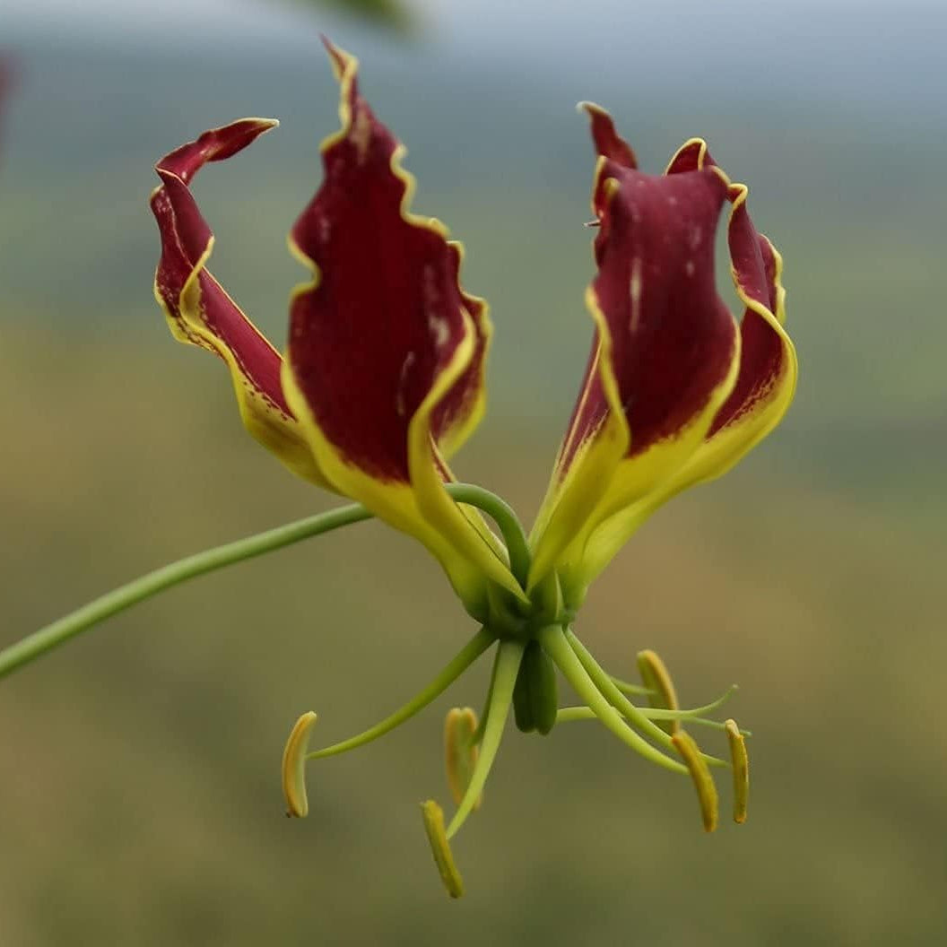 Gloriosa superba (Flame Lily) Seeds ¨C Exotic Climbing Flower