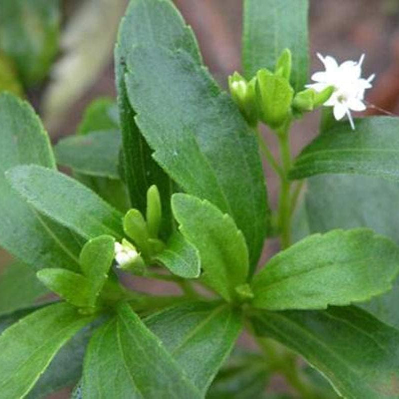 Stevia Rebaudiana seeds up to 50%