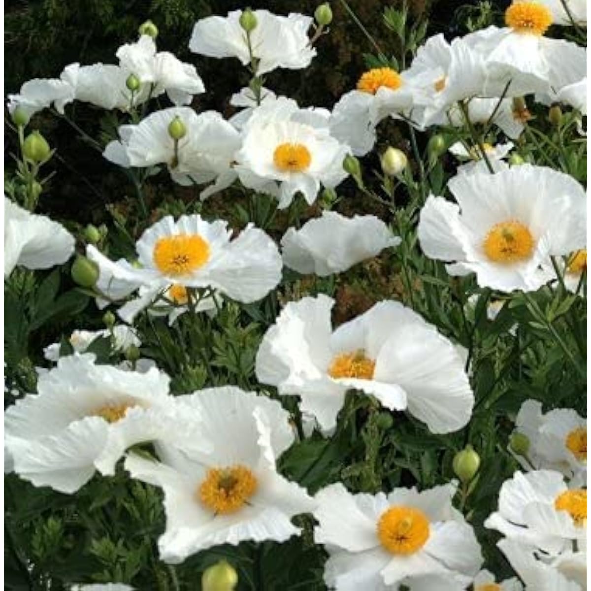 Romneya Coulteri Flower Seeds up to 50%