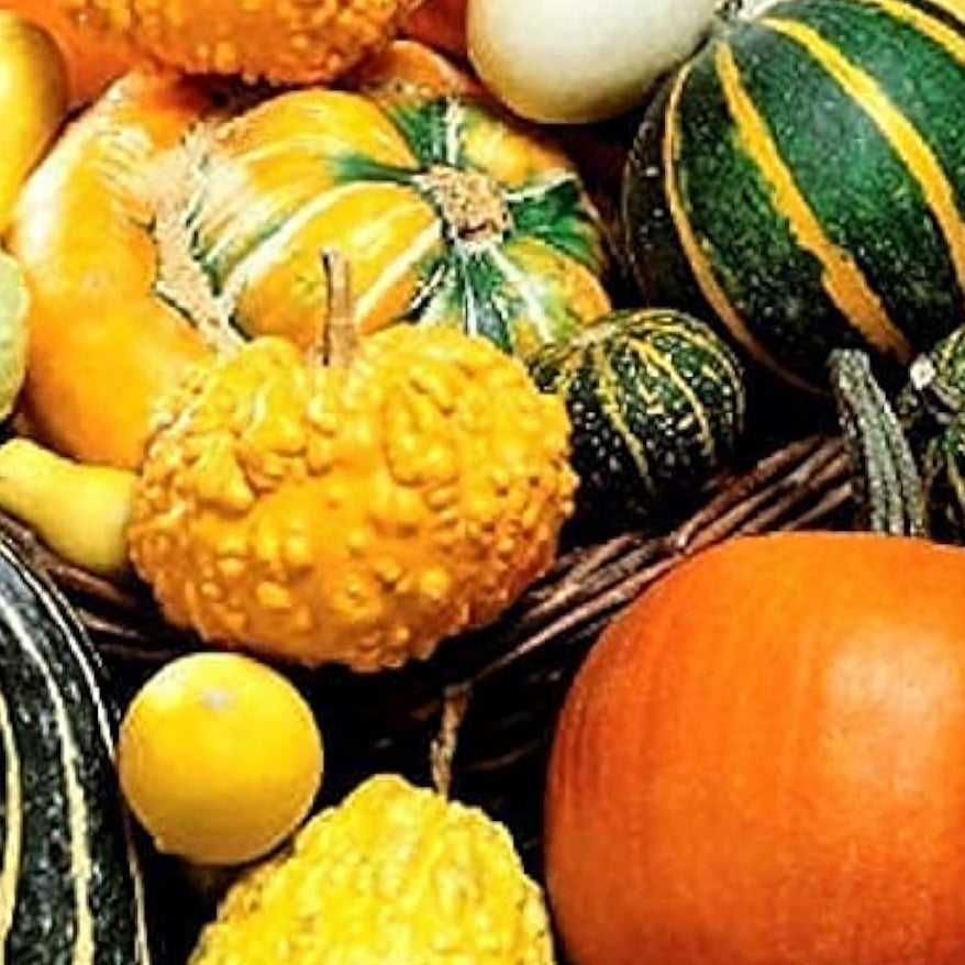 Decorative Pumpkin Mix Seeds up to 50%
