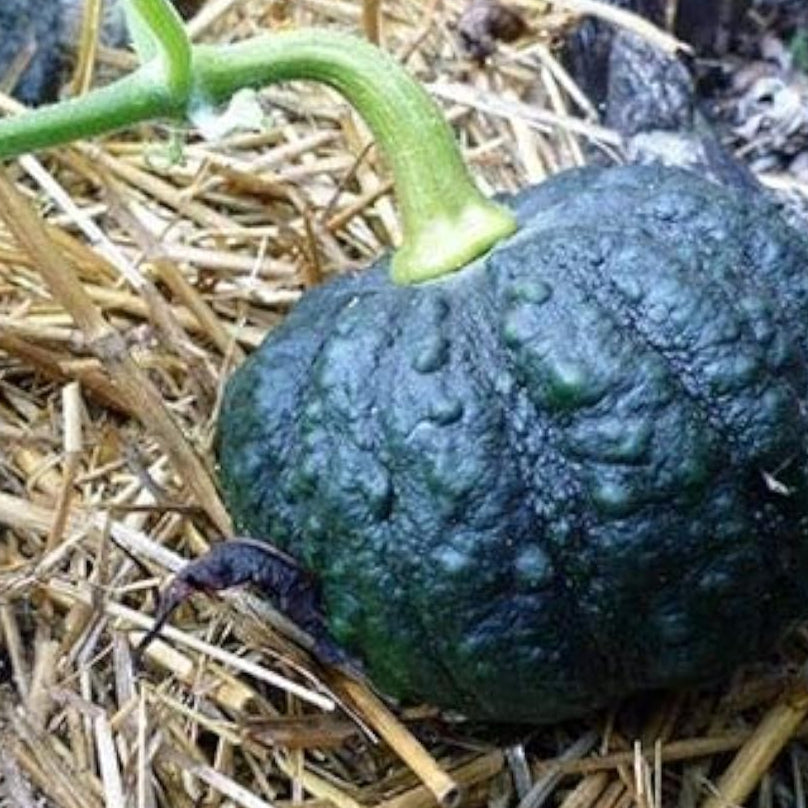 Black Futsu Squash Seeds up to 50%