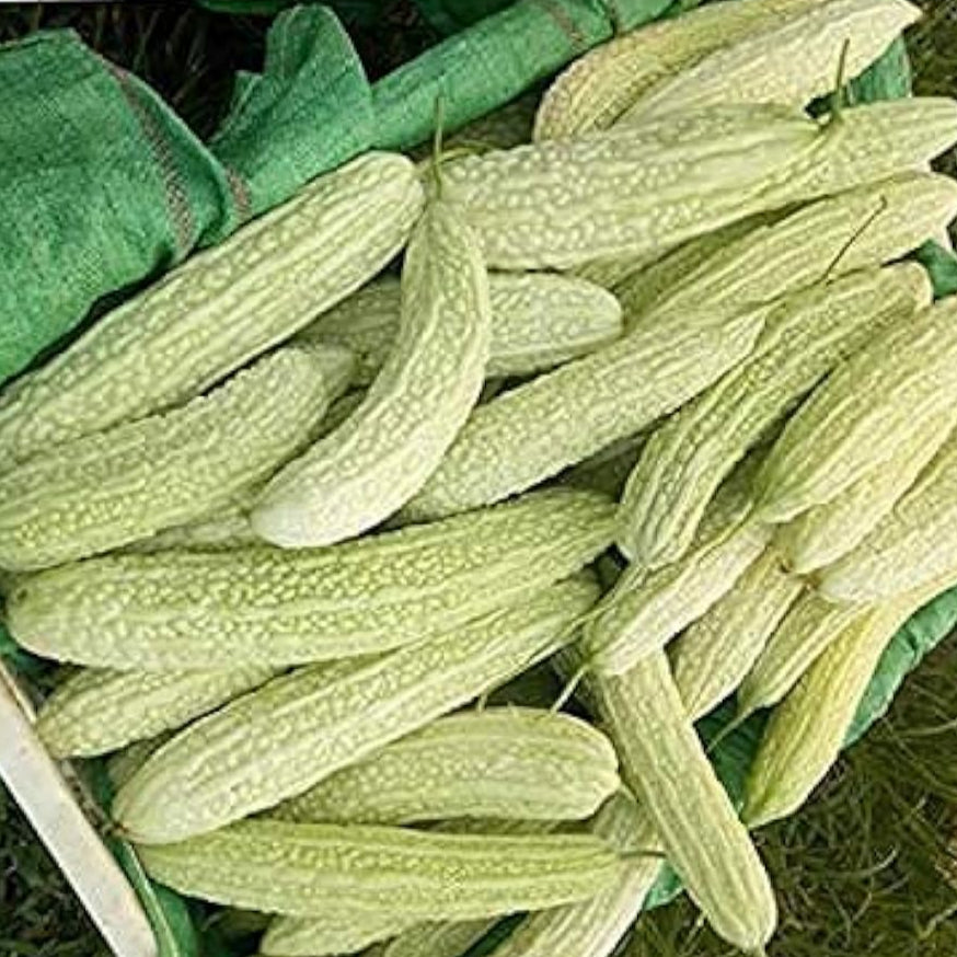 Balsam Pear Bitter Gourd Seeds up to 50%