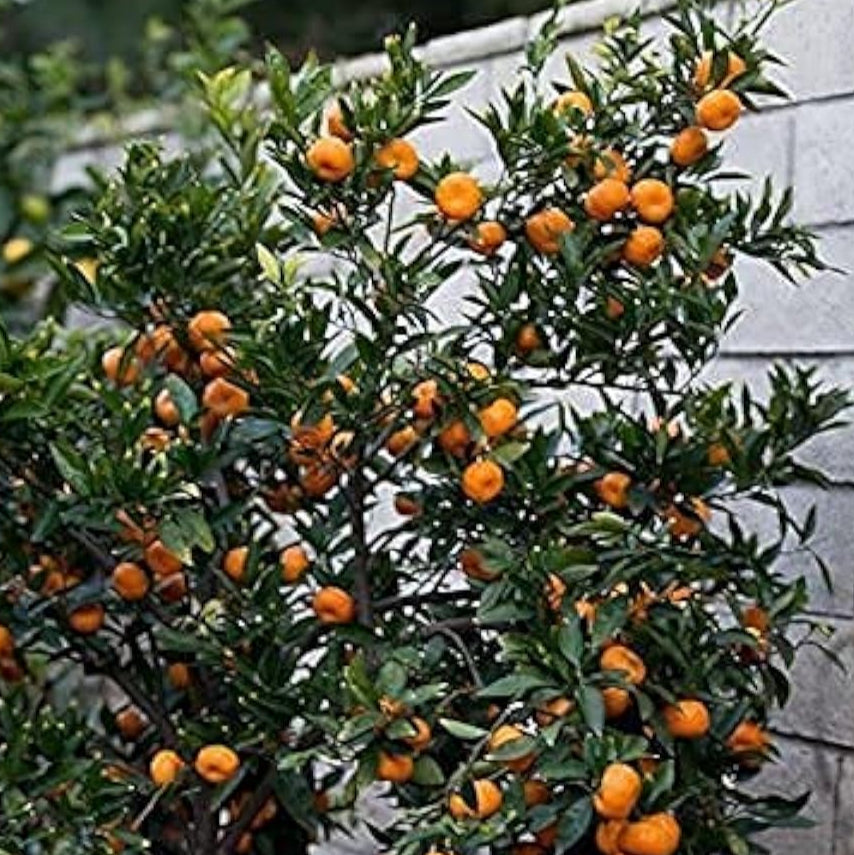 Bonsai Orange Tree Seeds up to 50%