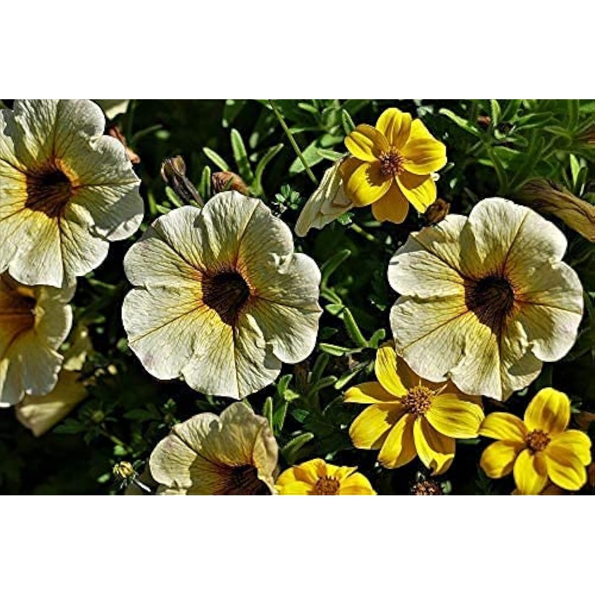 Petunia Flower Seeds up to 50%