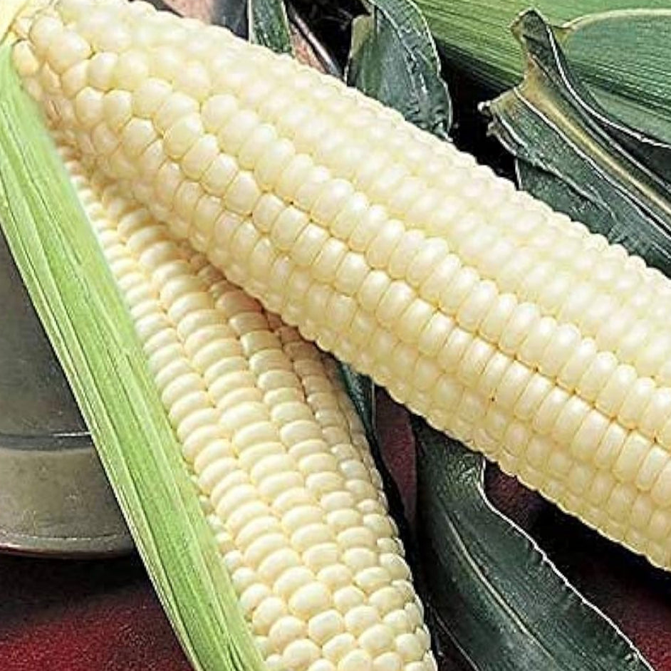 Silver Queen Corn Seeds up to 50%