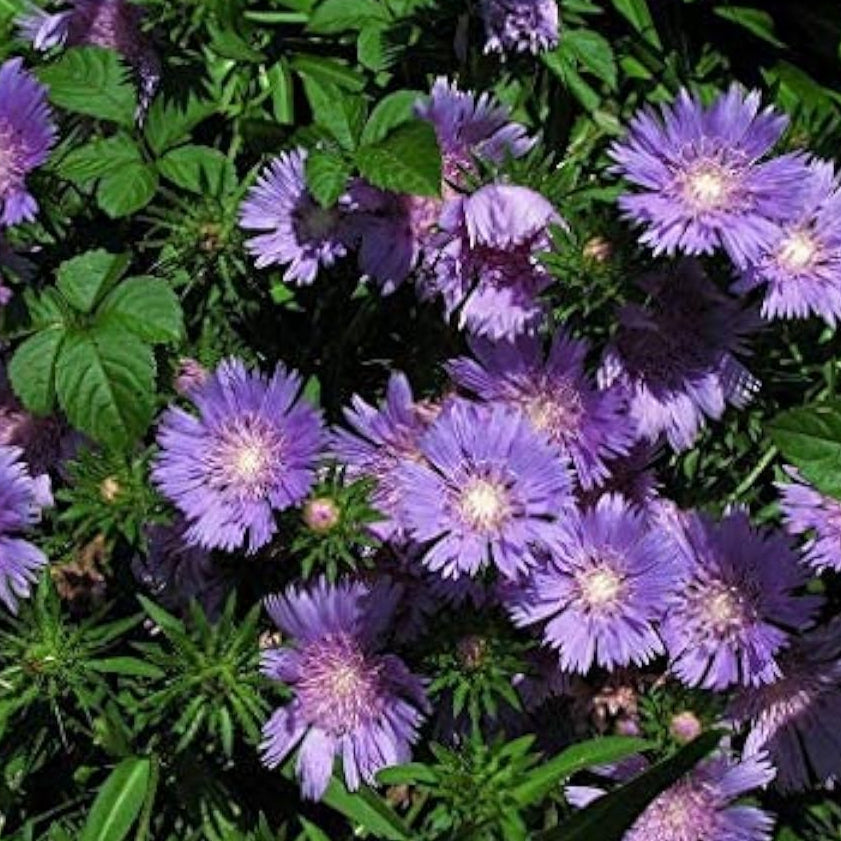 Stoke's Aster Seeds up to 50%