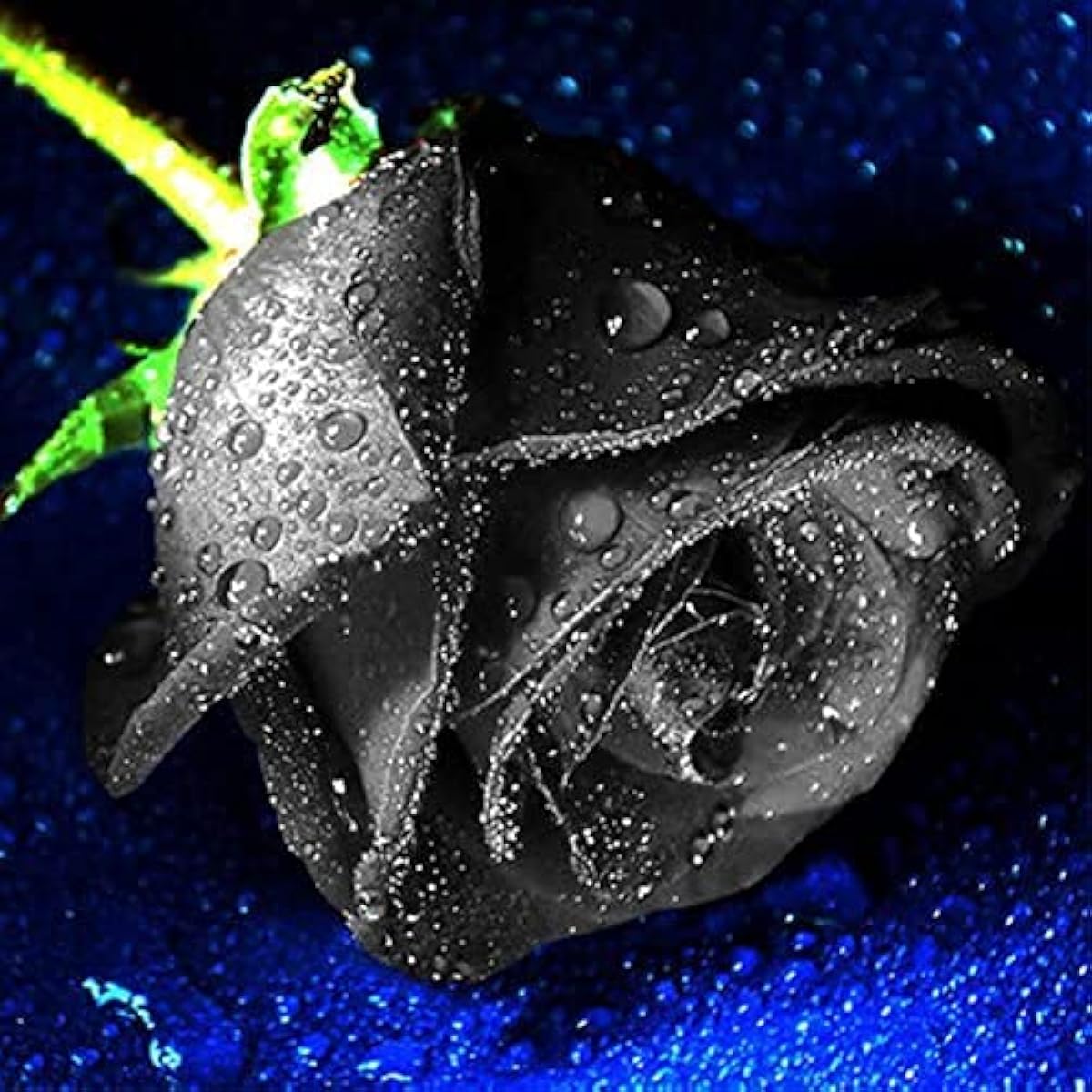 Black Rose Flower Seeds up to 50%