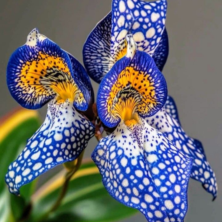 Special lily seeds up to 50%