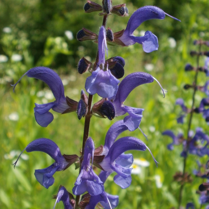 Salvia miltiorrhiza seeds up to 50%