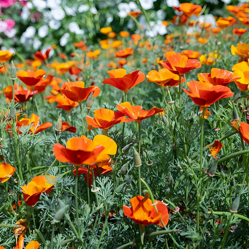 California Poppy Seeds - Red Larger Packet High Germination 5000-25000 Onsaleseeds