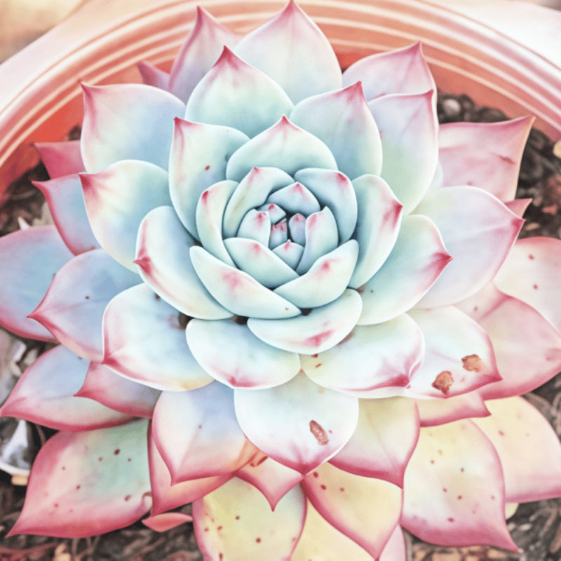 Succulent seeds up to 50%