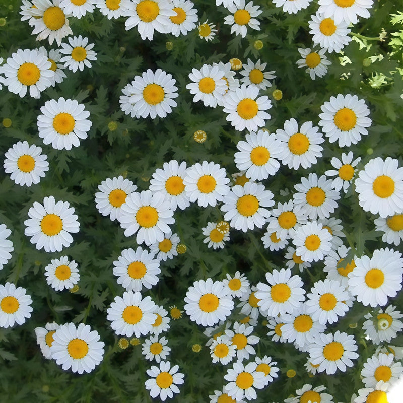 Anthemis Tinctoria