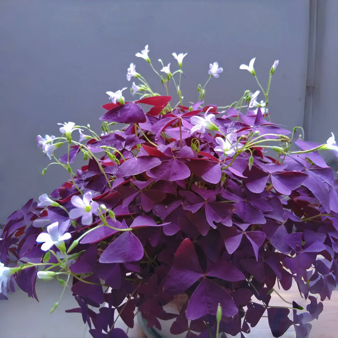 Purple Shamrock (Oxalis) – up to 50%