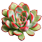 5 40d31136 14f6 4930 b06d 48ef30dd97ba