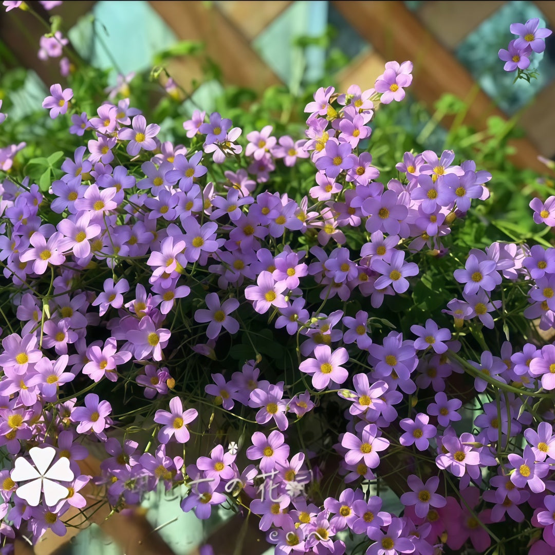 Oxalis Bulbs Collection – Pink, White, Peach Glow, Sunrise, Shy Moon, Medusa, Candy Box – Early Blooming Varieties