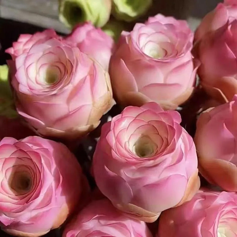 Pink Mountain Rose Succulent up to 50%