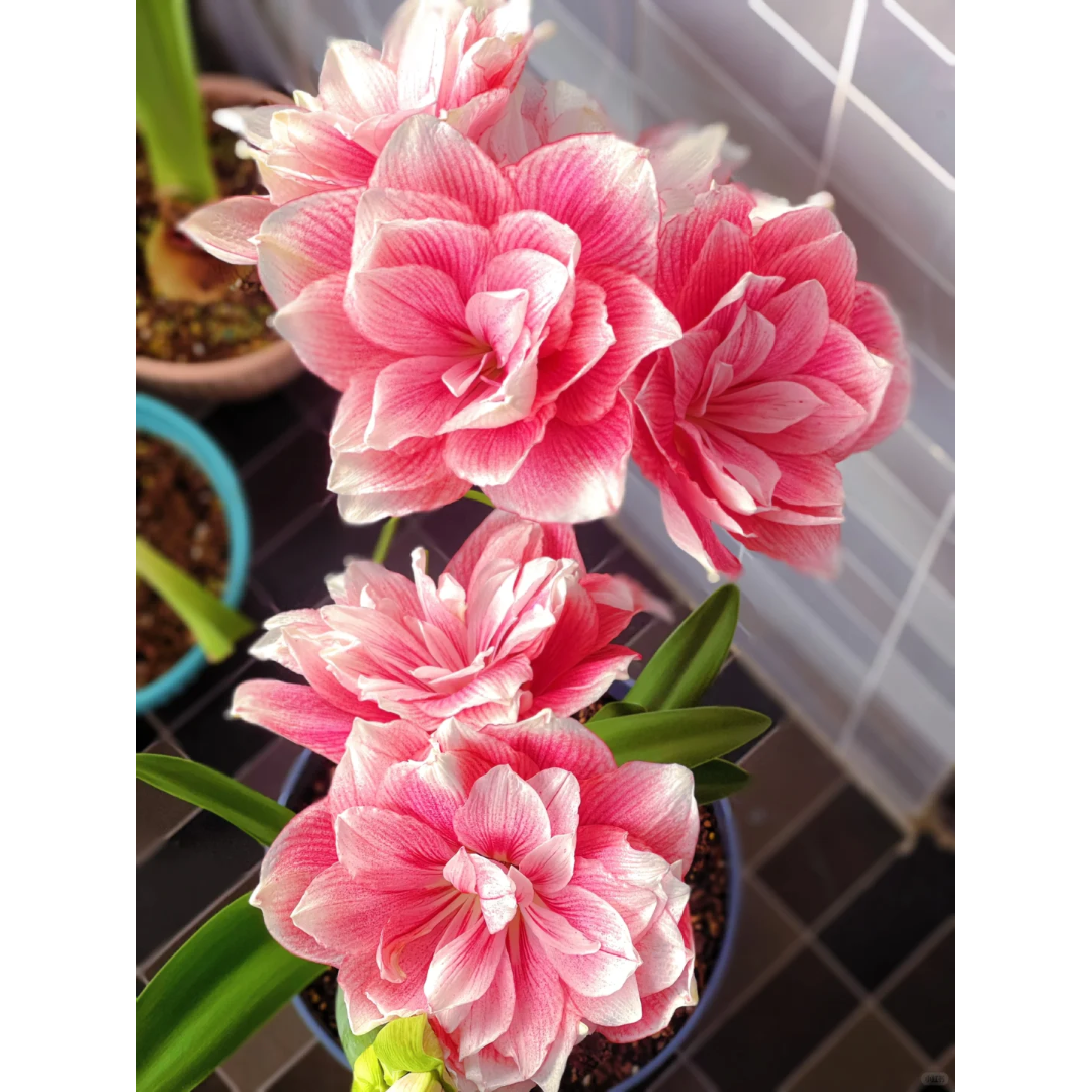 Amaryllis Bulbs ¨C Stunning Winter Blooms | up to 50% Off