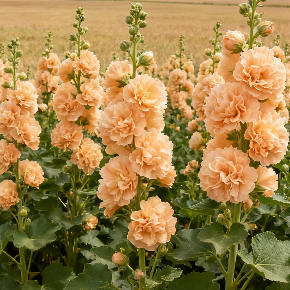 Alcea Rosea Apricot Seeds up to 50%