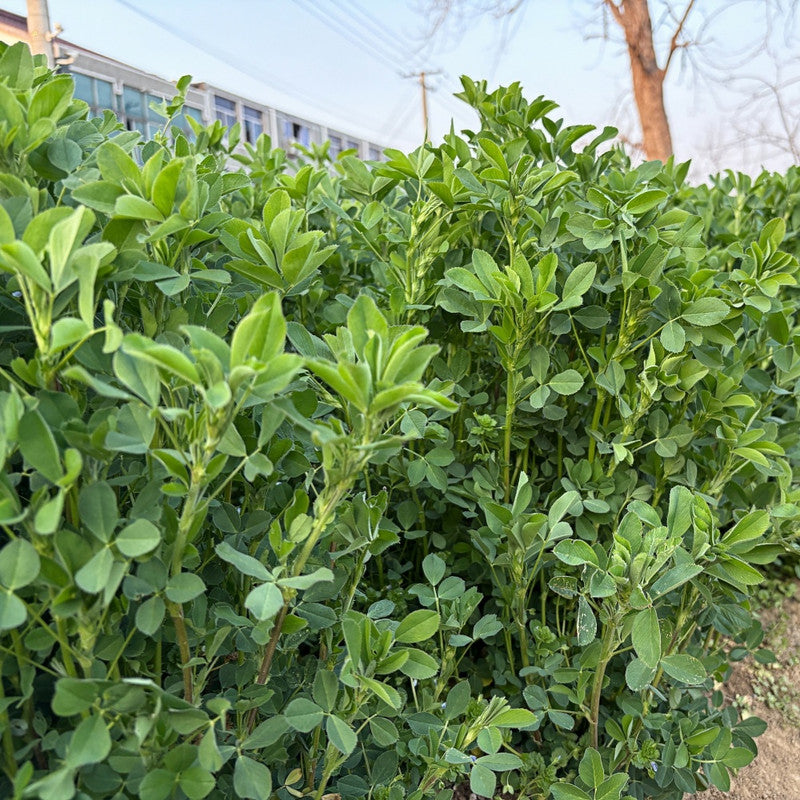 Bluemoon Seeds - Larger Packet High Germination 1/4-1/2LB Onsaleseeds