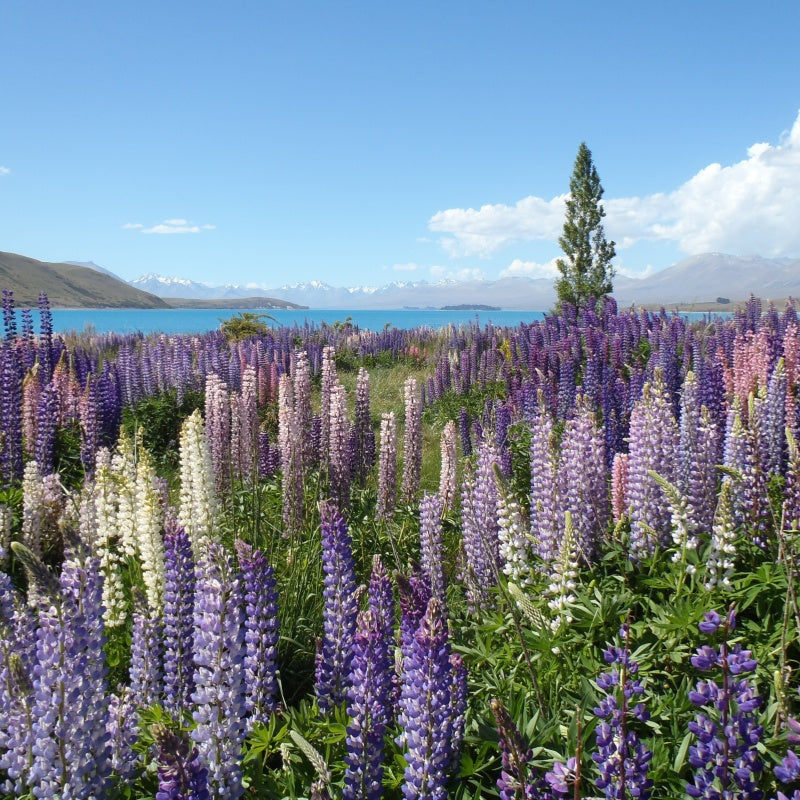 Lupine Seeds up to 50%