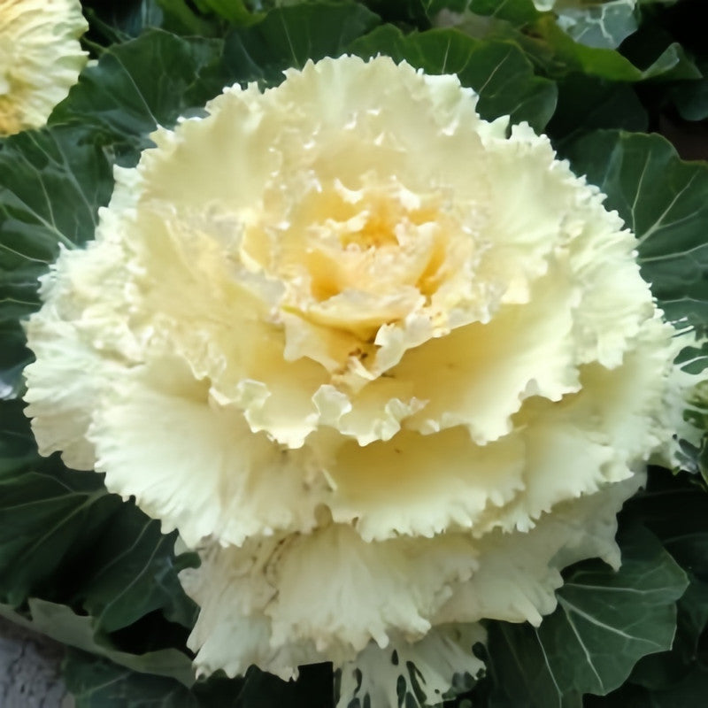 Brassica Oleracea Var Acephala Seeds - White Flat Leaves High Germination Onsaleseeds