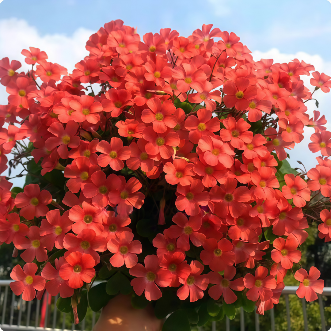 Oxalis Bulbs Collection – Pink, White, Peach Glow, Sunrise, Shy Moon, Medusa, Candy Box – Early Blooming Varieties