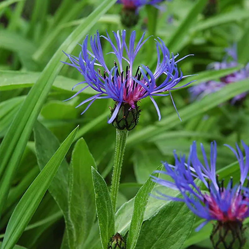 Centaurea Cyanus Seeds up to 50%