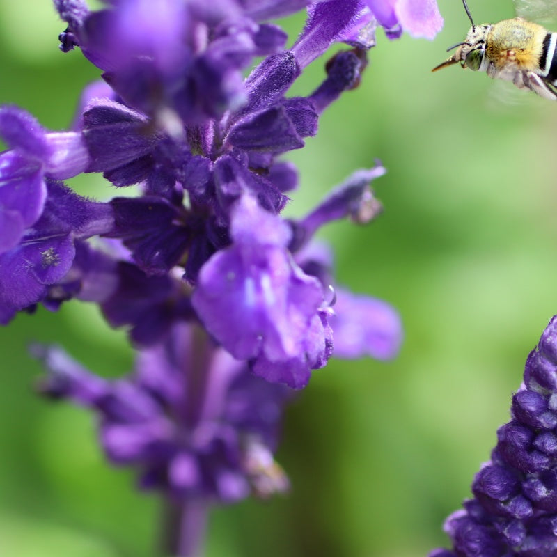 Salvia miltiorrhiza seeds up to 50%