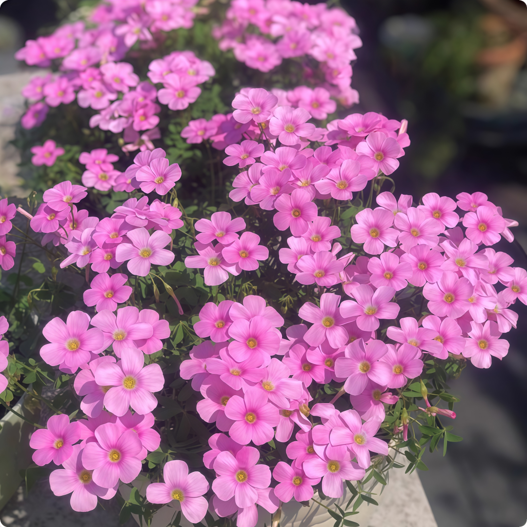 Oxalis Bulbs Collection – Pink, White, Peach Glow, Sunrise, Shy Moon, Medusa, Candy Box – Early Blooming Varieties