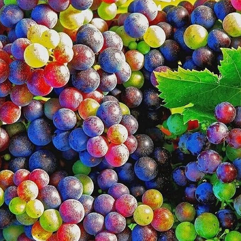 Rainbow Grape Fruit Seed Rare Sweet Fruit Gardening up to 50%