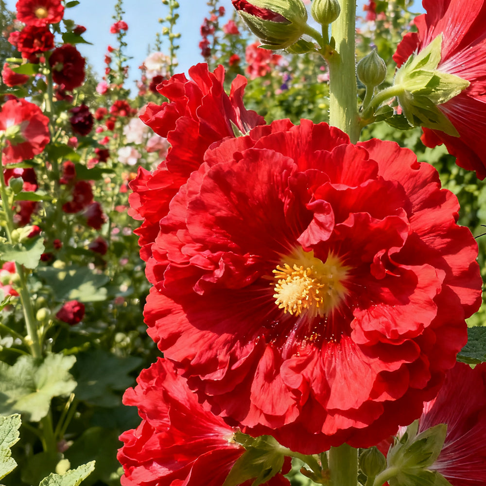 Alcea Rosea Red Seeds up to 50%