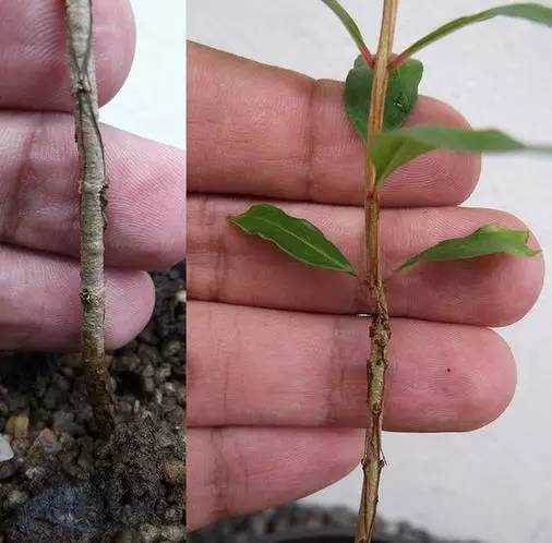 Pomegranate Tree Seeds up to 50%