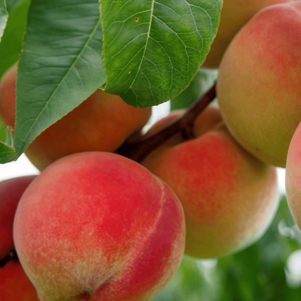 Organic Peach Seeds up to 50%