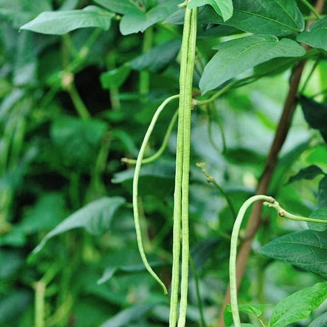 Long Red Noodle Bean Seeds up to 50%