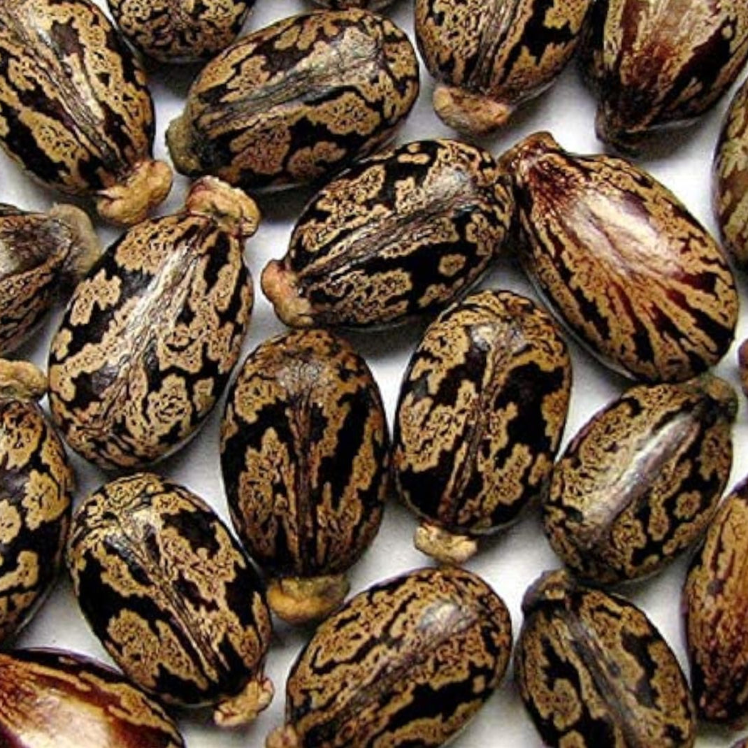 Castor Bean Plant Seeds up to 50%