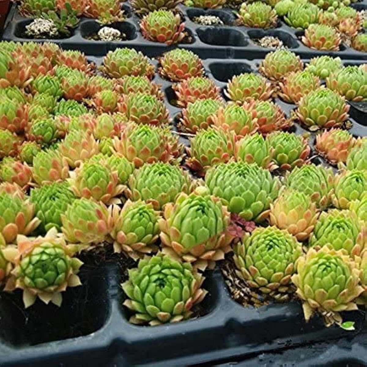 Sempervivum Succulent Seeds for Home Decoration – up to 50%
