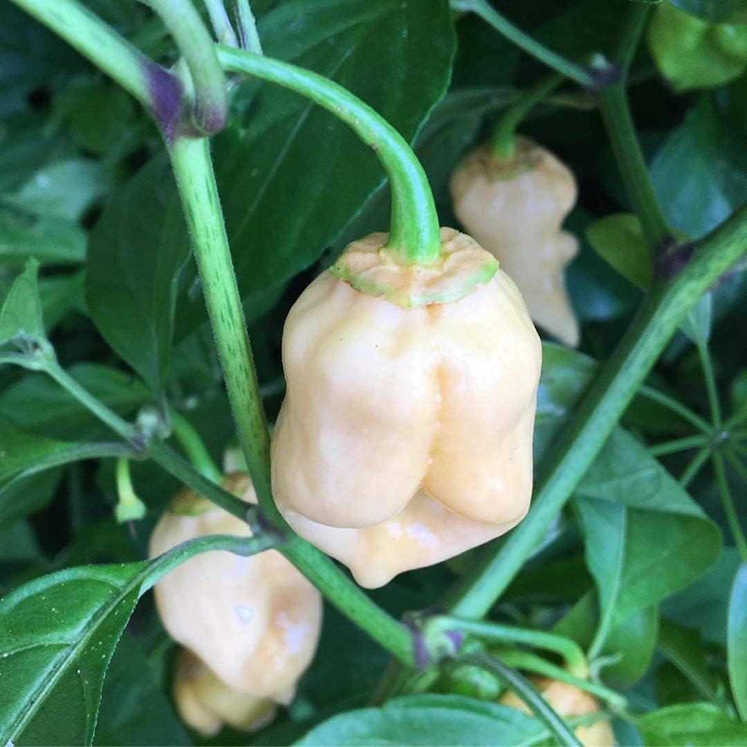 White Bubblegum Pepper Seeds – up to 50%